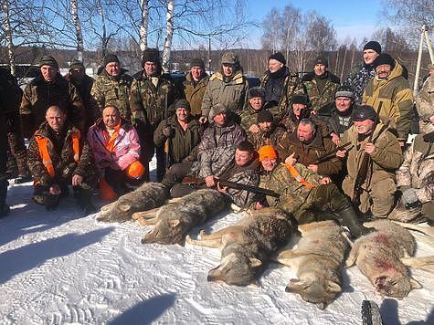 Добыты шесть волков во Владимирской области