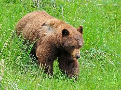Карелия определила сроки весенней охоты на медведя