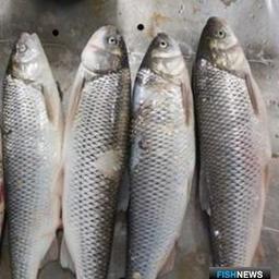 Рыбакам Дагестана урезали лимиты кутума