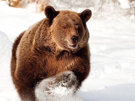 Медведя незаконно добыли на берлоге